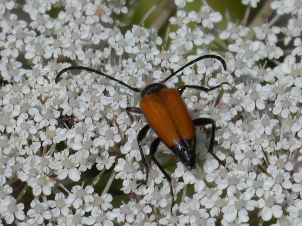 Paracorymbia fulva